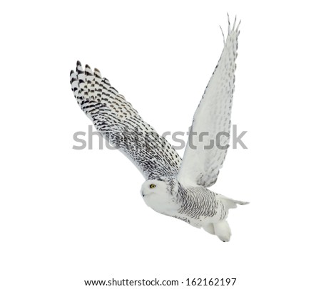 Snowy Owl on White Background