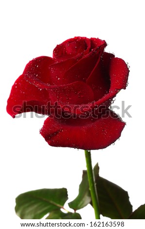 Beautiful close up red rose. Isolated  on white Royalty-Free Stock Photo #162163598