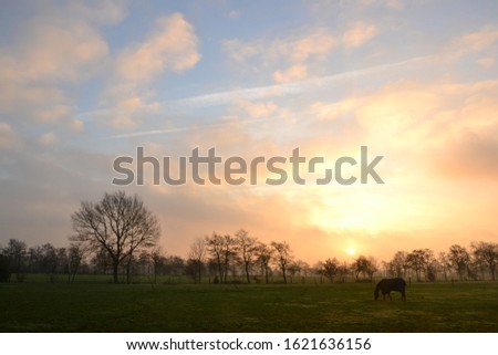 Horse standing in the typical Dutch fog at sunrise. Doezum, Groningen, The netherlands