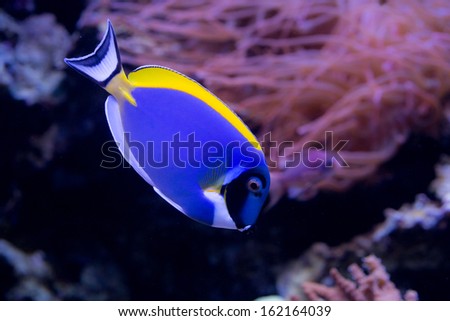 coral reef fish in the water