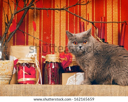 blue british shorthair cat at home interior
