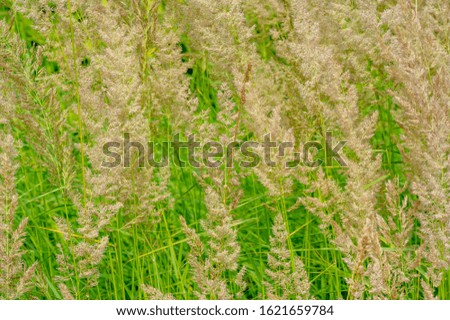Texture, background, pattern, Shallow depth of field, grass in the meadow, vegetation consisting of typically short plants with long narrow leaves, wild or cultivated on lawns and pastures