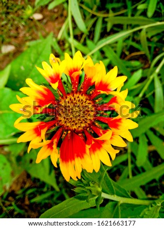 Beautiful and color full blanket flowers on home garden