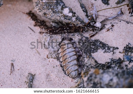 Chiton Marine Mollusc clinging to a rock. Cayman Islands, Rum Point, Nov 2019