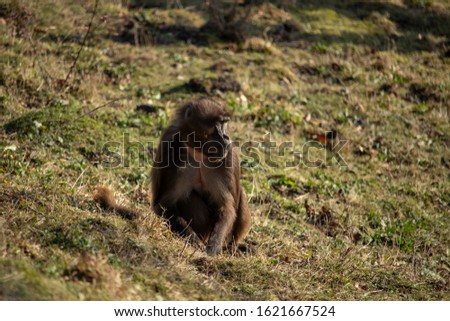 Portrait of a young male Gelada (Theropithecus gelada)