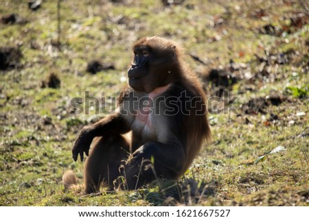 Portrait of a young male Gelada (Theropithecus gelada)