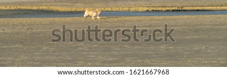 Panorama Dog running on Tideway 