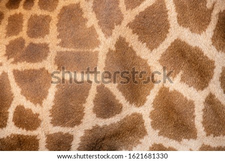 Close up of a giraffe skin pattern.
