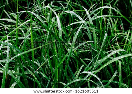 Wet long grass in a forest
