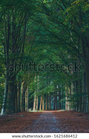Sandy forest path covered with brown fallen leaves during early autumn.