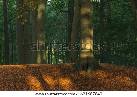 Sunlight on tree trunk in autumn forest with ground covered in brown fallen leaves.