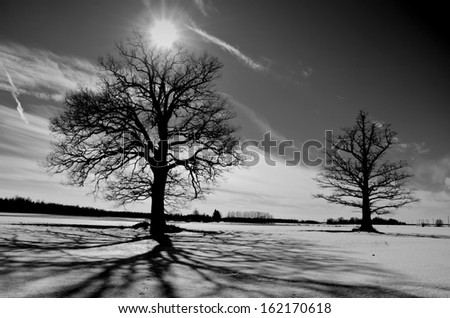 two oaks on winter field. Black and white landscape