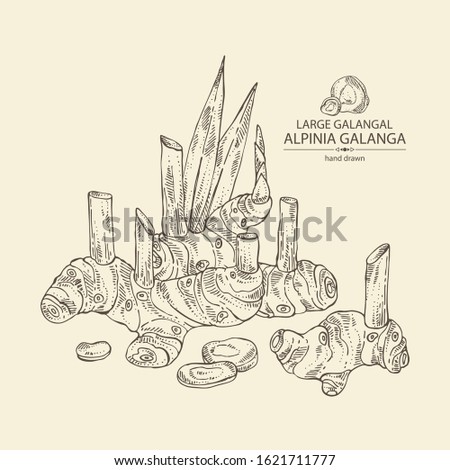 Background with alpinia galanga: large galangal root and leaves. Vector hand drawn illustration. Royalty-Free Stock Photo #1621711777