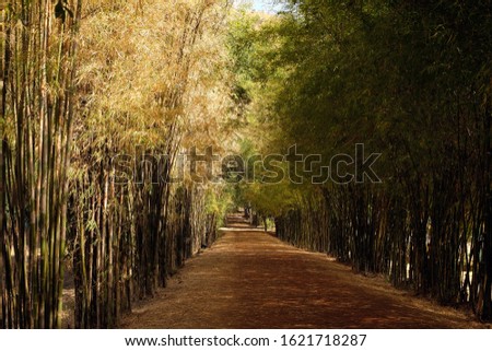 Bamboo forest with local walkway 
in the middle