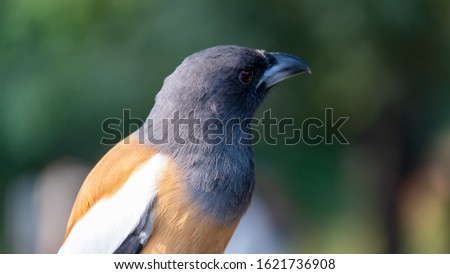 A closeup of an Indian (Rufus) Treepie: The Tigers toothpick
