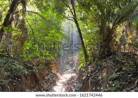 Beautiful ray of light in the nature 