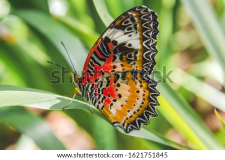 The butterfly have name is Leopard Lacewing (Cethosia cyane euanthes)