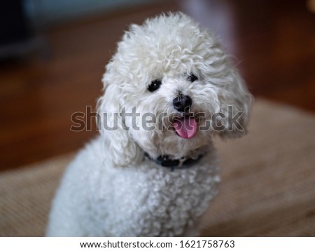Fluffy and adorable white poodle puppy