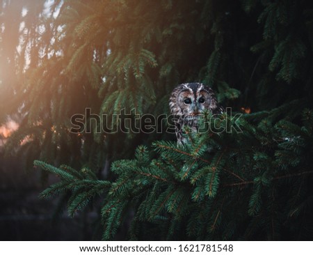 Tawny owl (Strix aluco) by autumn sunset. Tawny owl sits on tree. Tawny owl and dark autumn background.