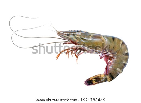Fresh raw tiger prawns isolated on white background, Raw tiger shrimps on white with clipping path.