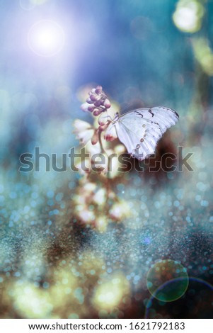 A beautiful delicate butterfly in the glow of light on a pastel background.