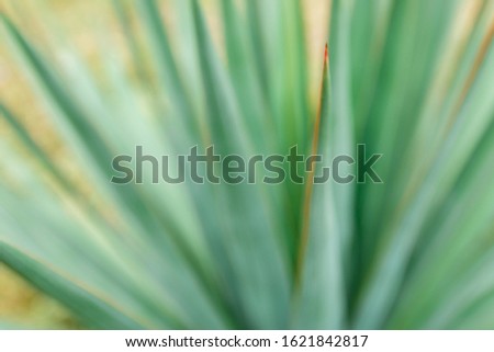 natural tropical leaves background. close up macro photo