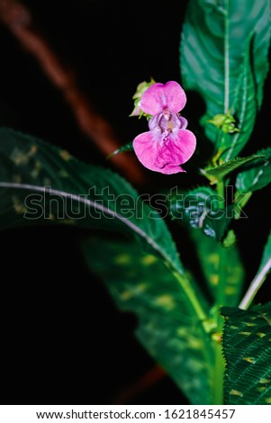 Photograph of a wild purple Snapdragon flower. Shot with a harsh flash and developed with a 70's style colour grade. This is a stylized photo for making a strong statement. 