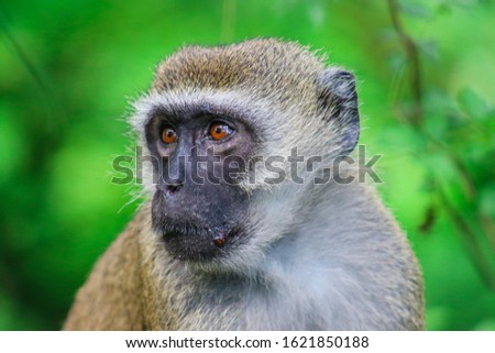vervet monkey in haller park