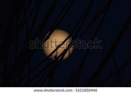 Full moon and branches on the dark sky background