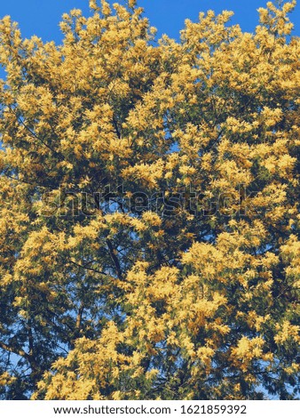 A picture of a Mimosa tree