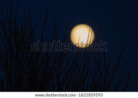 Full moon and branches on the dark sky background