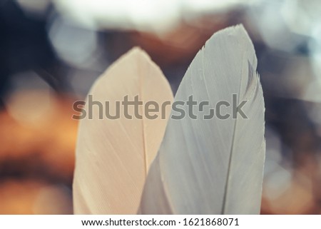 Close up Beautiful two Bird feather on a bokeh background.  Pattern background for design texture.  Macro view photography