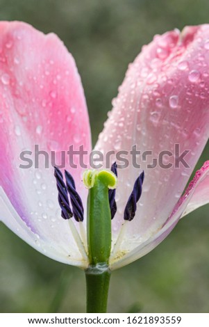 macro detail of pistil of open pink tulip blossom with raindrops on petals on rainy cloudy morning in early spring