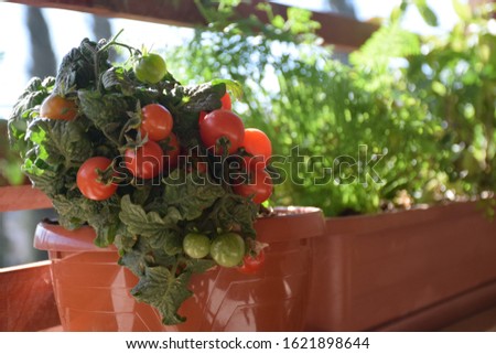 Home Growing vegetables in apartment balcony container (pots), spices, herbs and tomatoes garden in planter (window box). seeding plant unripe green small cherry tomatoes. urban gardening ideas Royalty-Free Stock Photo #1621898644