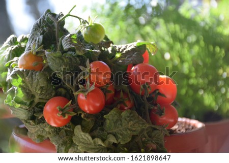 Home Growing vegetables in apartment balcony container (pots), spices, herbs and tomatoes garden in planter (window box). seeding plant unripe green small cherry tomatoes. urban gardening ideas Royalty-Free Stock Photo #1621898647
