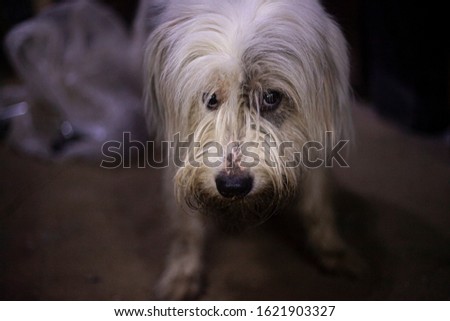 The white dog is cute looking at the camera. A mixture of bobtail and terrier. Best friend in the family. Caring for a pet. Dog with long hair. Portrait of a cute dog. True friend of man.