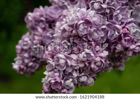 Blooming lilacs in the botanical garden in St. Petersburg