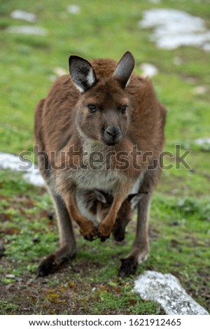 Kangaroo in kangaroo island Australia before bush fire devastation