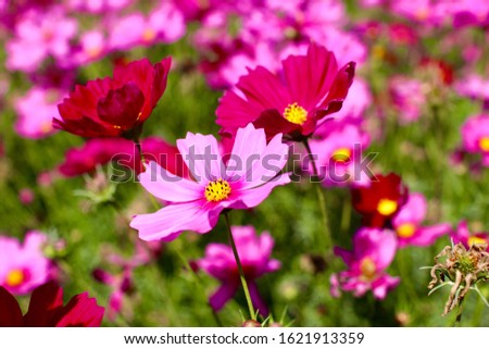Beautiful cosmos flowers blooming in the garden. Selection focus only on some points in the image.