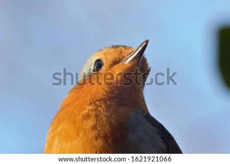 Close-up of a European Robin (Erithacus rubecula) taken from below.