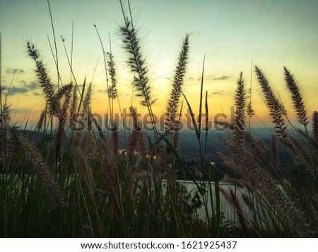 Grass flower beside mountain in sunset