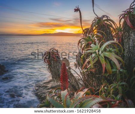 A closeup of exotic tropical plants in the foreground and a sea during sunset in the distance