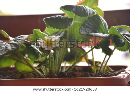 Home growing organic fresh fruits in apartment balcony in container (pots), strawberry plant with leaves and flower to become the red fruit in planter (window box), urban gardening ideas, close up. Royalty-Free Stock Photo #1621928659