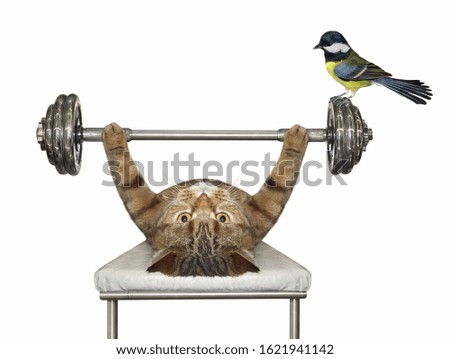 The beige cat athlete is doing exercises with a barbell on bench press. The titmouse is sitting on this barbell. White background. Isolated.