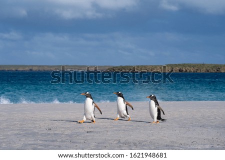 Penguin Bleaker Island Falkland Islands