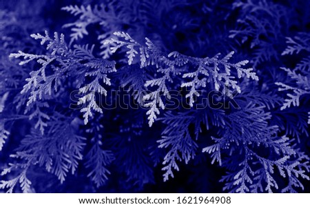 thuja tree branches tinted blue. Phantom Blue color trend.