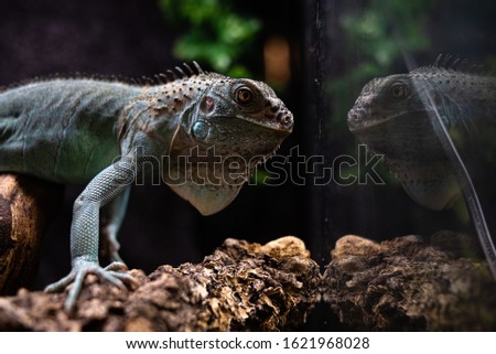 Reflected view of the head of an iguana deep thoughts concept self secret mystery critique life dof sharp focus space for text macro reptile jungle aquarium home pet