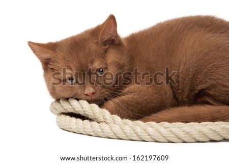 small cinnamon british kitten with rope  on white background