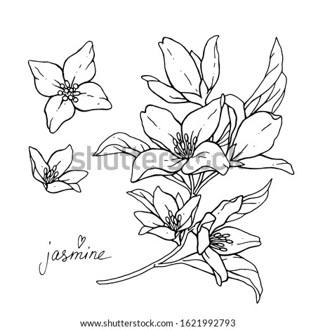 Jasmine flowers are isolated on a white background. Branch with buds and leaves vector illustration hand work. Drawing black pen. Royalty-Free Stock Photo #1621992793