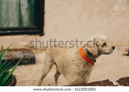 Dog in a red collar against the wall of the house